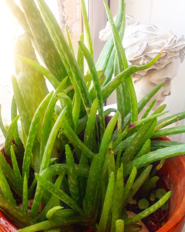 L&rsquo; ALOE VERA UNE PLANTE QUI VOUS VEUT DU BIEN