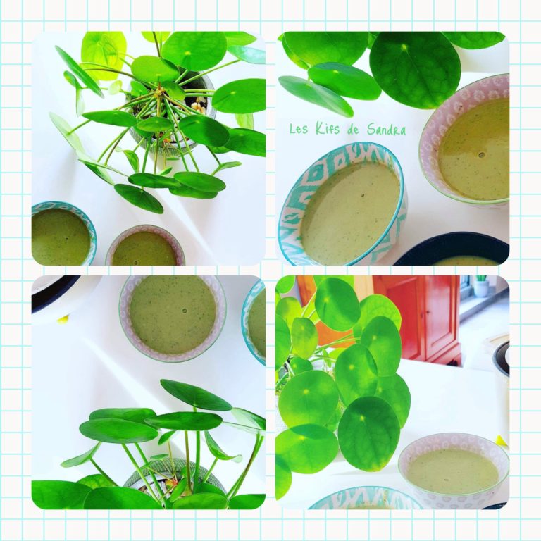VELOUTÉ DE COURGETTE/CHAMPIGNONS/FANES